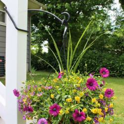 What D Hook supporting a hanging basket.