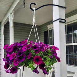 What D Hook Display Hook holding hanging basket on porch post.